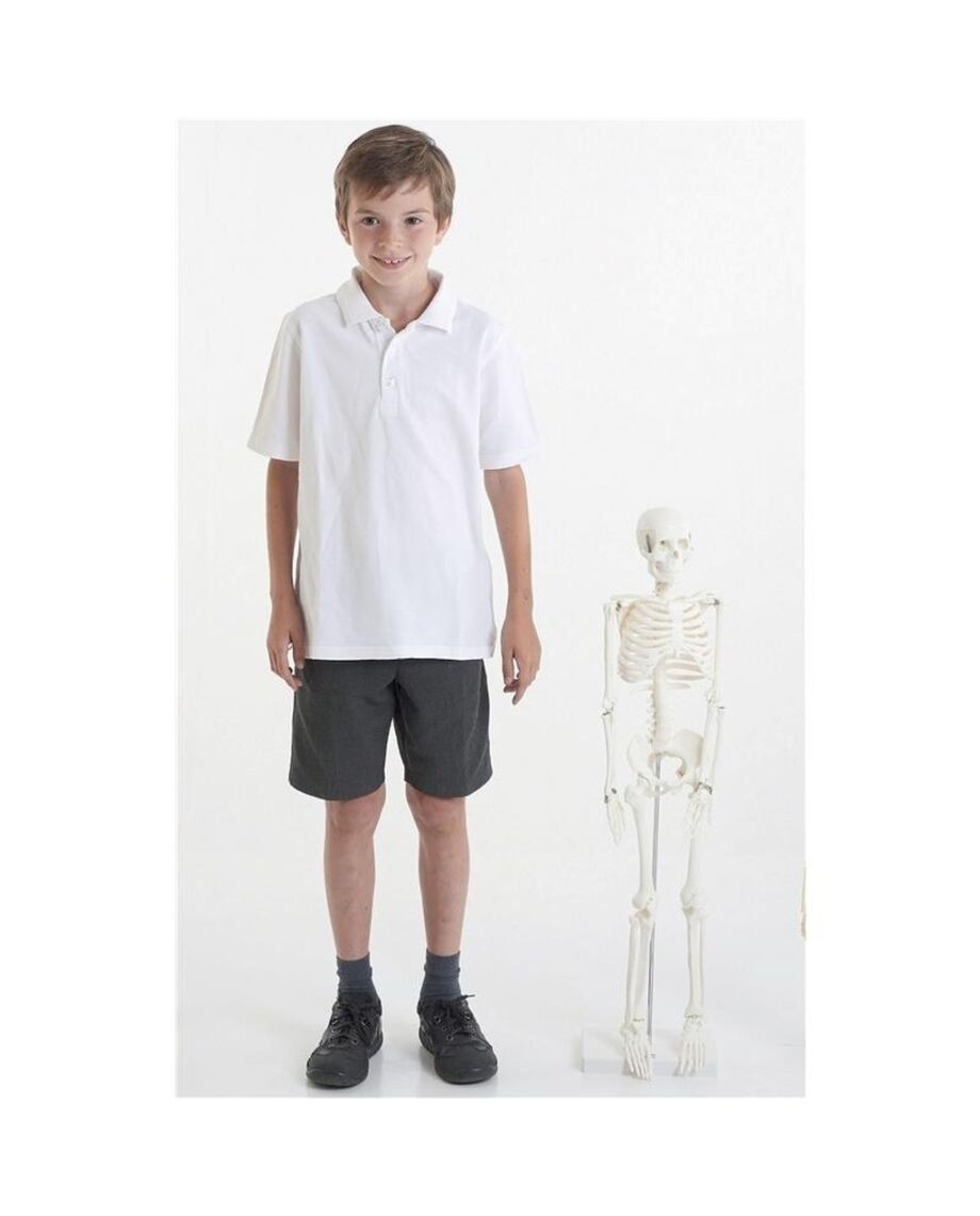 Half-Scale Skeleton