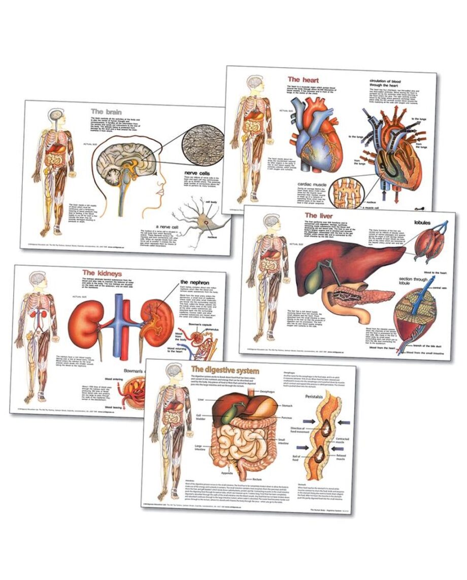 Human Body Organ 5 Poster Pack