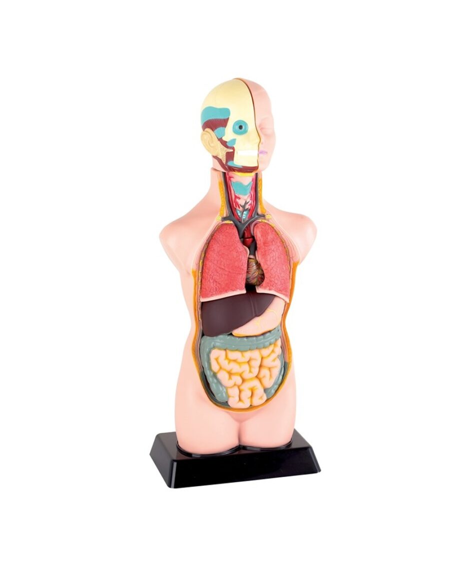 Half-Scale Anatomical Torso